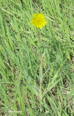 salsify, Tragopogon