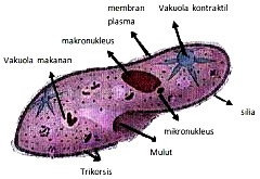 Terpopuler 20+ Gambar Ciliata