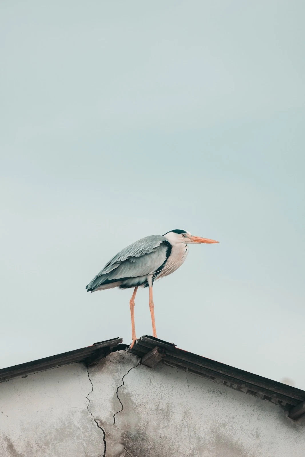 low angle shot of grey heron damage the roof