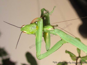 What Do Praying Mantis Eat?