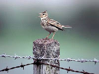 Skylark, agricultural set-asides in Europe