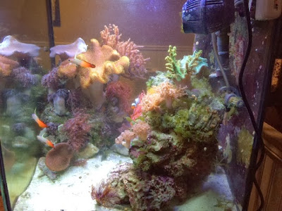 28 Gallon Nano Reef