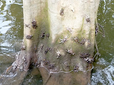 Tree-climbing crabs (Episesarma sp.)