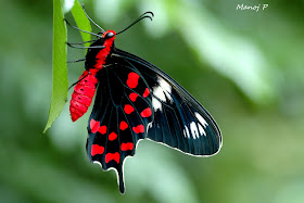 Crimson Rose  Butterfly - Pachlipta hector Linnaeus