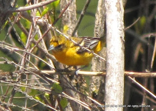 Baltimore Oriole