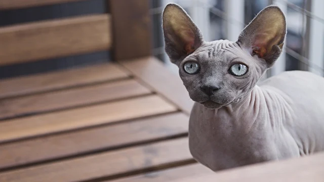 Sphynx Cats: Unveiling the Elegance