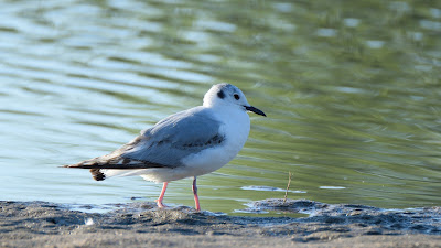 Bonaparte's Gull at Ashbridge's Bay Park Toronto