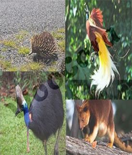 Fauna Indonesia Bagian Timur (Tipe Australis)