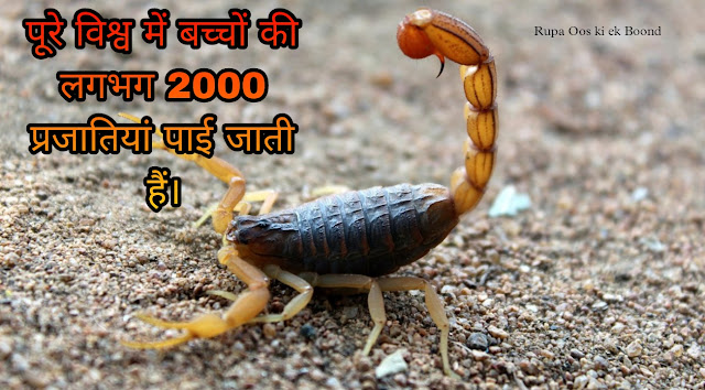 बिच्छू के बारे में 30 रोचक तथ्य || 30 Interesting facts about Scorpio ||