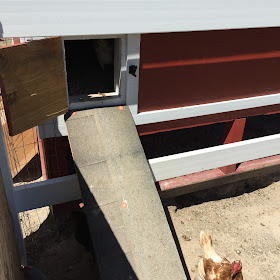 Chicken Ramp for Barn Chicken Coop