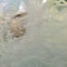 View album