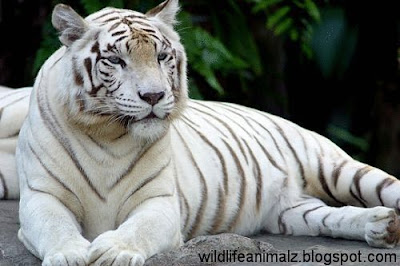 The White Tiger Amazing Facts & Images | The Wildlife