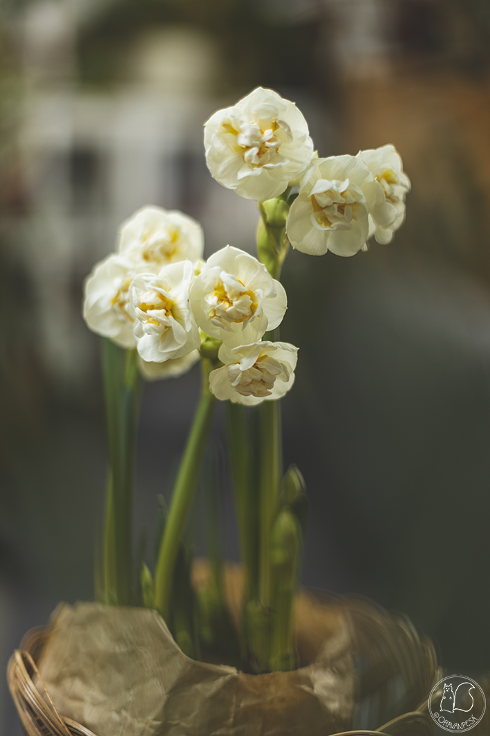 Oravanpesä perunanarsissi Narcissus 'Bridal Crown'