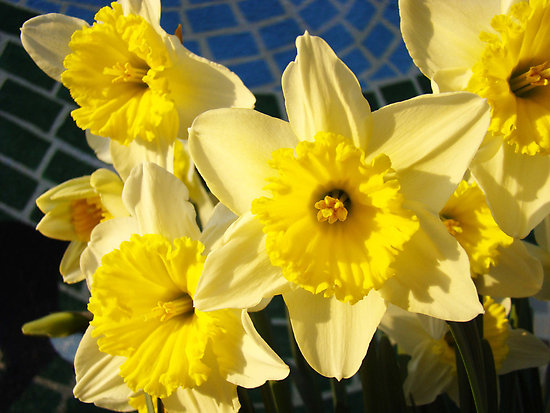 Daffodil Flower HD Wallpapers Free Download