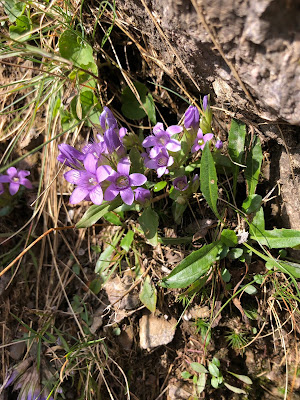 [Gentianaceae] Gentianella sp.