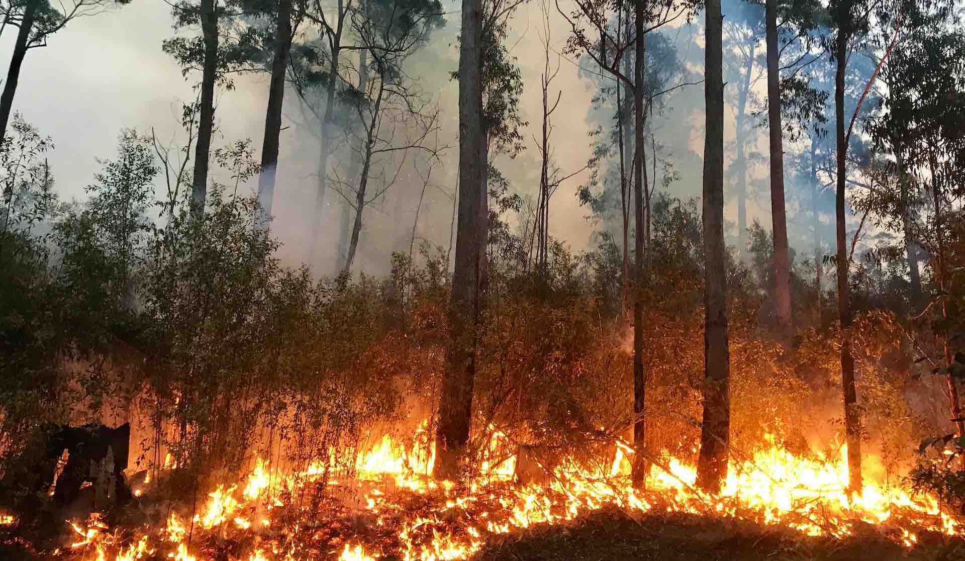 Spain has experienced the worst forest fires on record this year