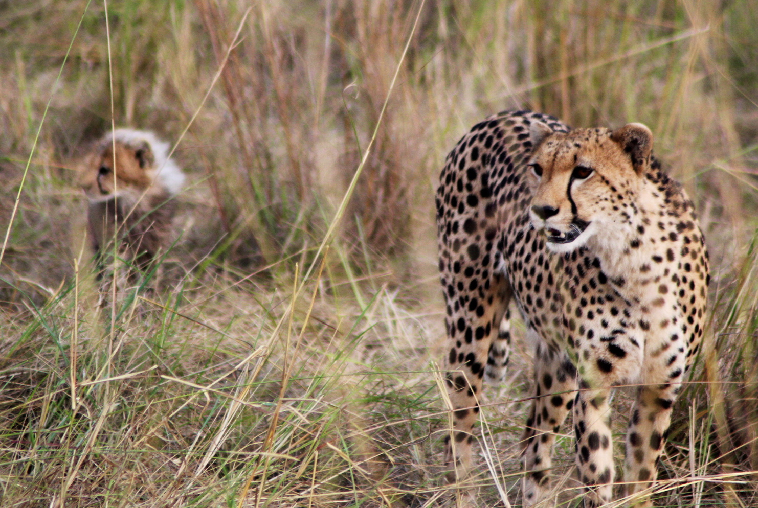 Wildfolio Cheetah And Cub