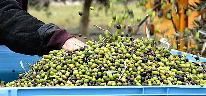 Rincaro dei costi energetici, Unapol: stabilire prezzi minimi a tutela dei produttori olivicoli