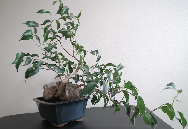  Ficus Wiandi semi-cascade bonsai