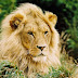 African Lion Photos