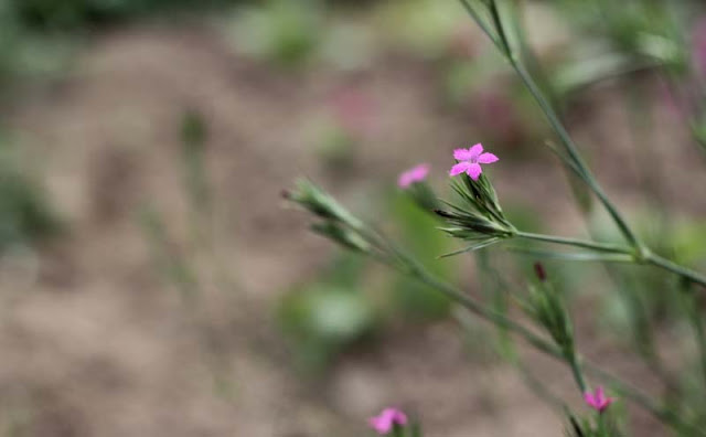 Deptford Pink Flowers Pictures