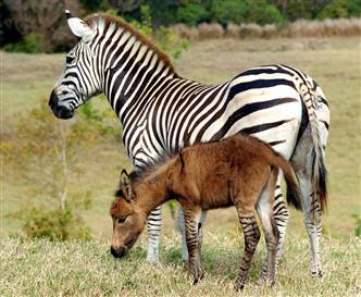 zonkey or deebra