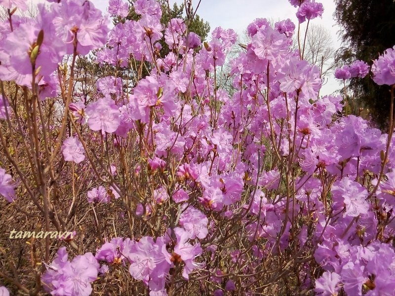 Рододендрон остроконечный (Rhododendron mucronulatum)