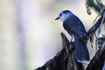 Canada Gray Jay Trans Canada Trail.