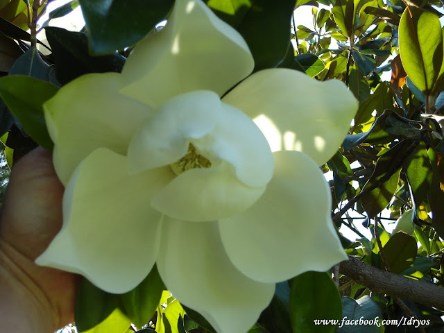 Tam gelişmiş hali Manolya , Magnolia ,  Magnolia Grandiflora . büyük çiçekli manolya .