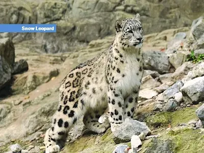 snow leopard