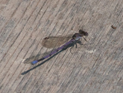 Violet Dancer (Argia fumipennis violacea)