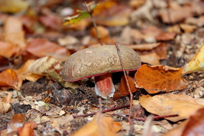 Readstâlich  Fluwielboltsje - Roodsteelfluweelboleet - Xerocomus chrysenteron