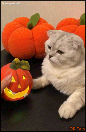 Funny Cat GIF • Cute ghost cat getting ready for Halloween. 'Booo! Are you scared of me?' [ok-cats.com]