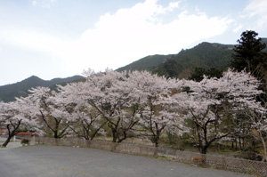 ケニーズ・ファミリー・ビレッジ　桜