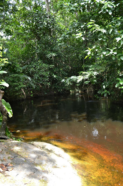 Guyane, crique Organabo, se baigner