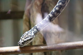 Morelia spilota