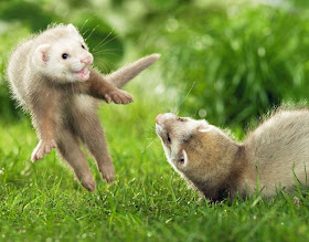 funny animal pictures, playful ferrets