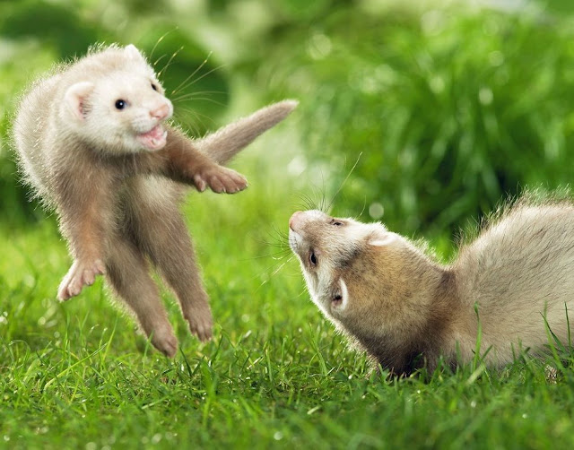 funny animal pictures, playful ferrets