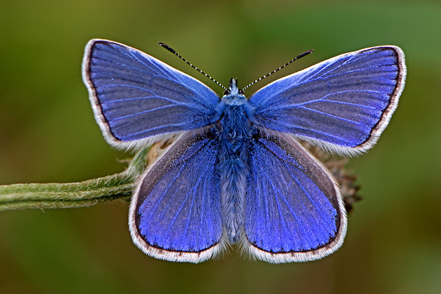 Polyommatus icarus the Common Blue butterfly