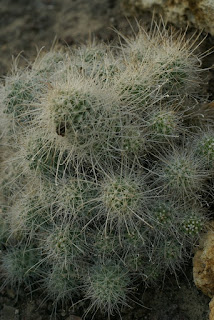 Mammillaria setispina - Cochemiea setispina