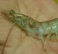 penaeus vannamei