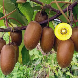 Bibit Pohon Kiwi Golden Harga Grosir Lebih Murah