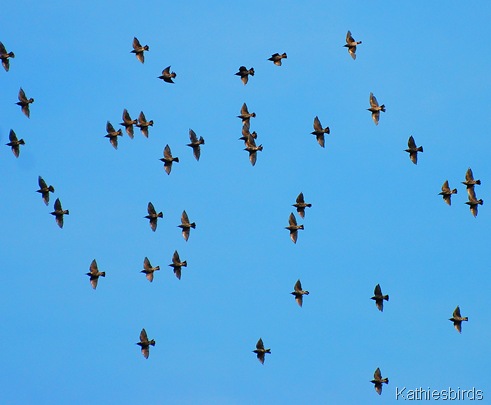 6. blackbird sky-kab