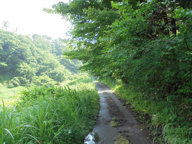 間の道を行きます