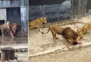 Man jumps into Lion cage