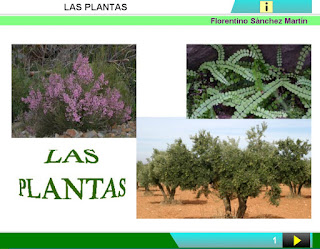  LAS PLANTAS