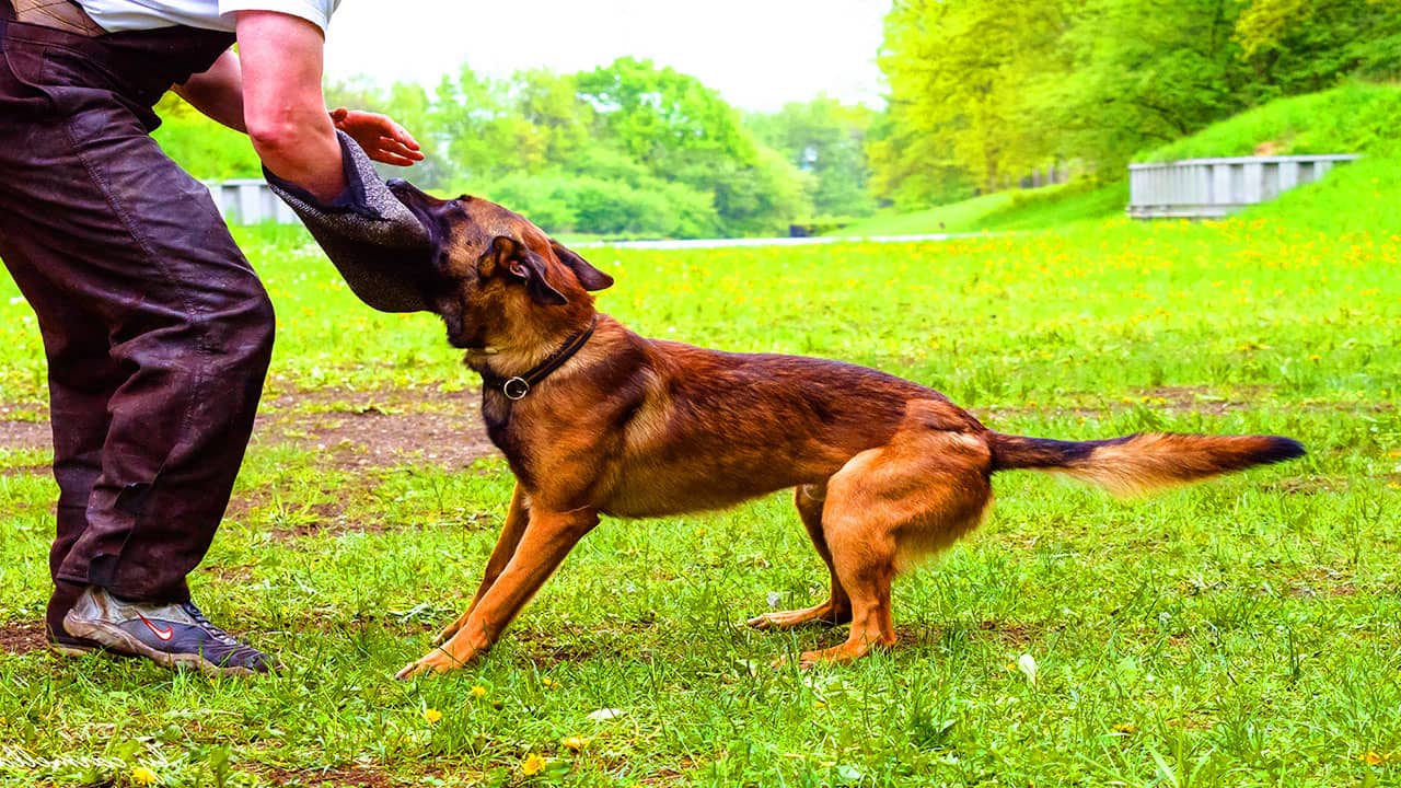 Berger malinois