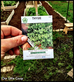 How to grow thyme from seed, seeds. Perennial plant, garden sow, evergreen, cook, non gmo