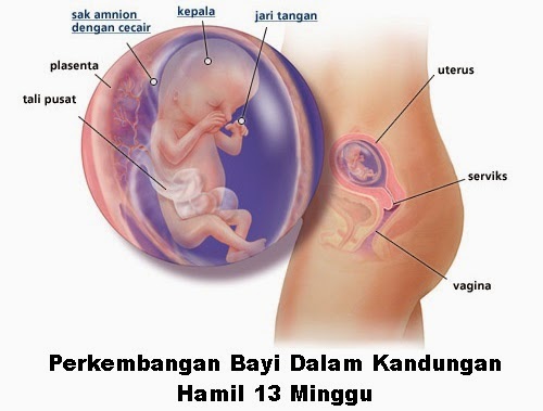 Perkembangan bayi dalam kandungan hamil 13 minggu, perkembangan fetus bayi ibu hamil 13 minggu, hamil minggu ketiga belas mengandung, hamil mengandung trimester 2, tanda hamil usia 13 minggu, kondisi keadaan ibu hamil umur kandungan minggu ke 13, bila tarikh mengandung, gambar bayi fetus 13 minggu, vitamin ibu hamil 4 pil hematinik, asid folik, vitamin B kompleks, vitamin C, pil zat besi (ferrous fumarate)