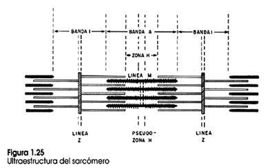 ESTRUCTURA DEL SARCOMERO